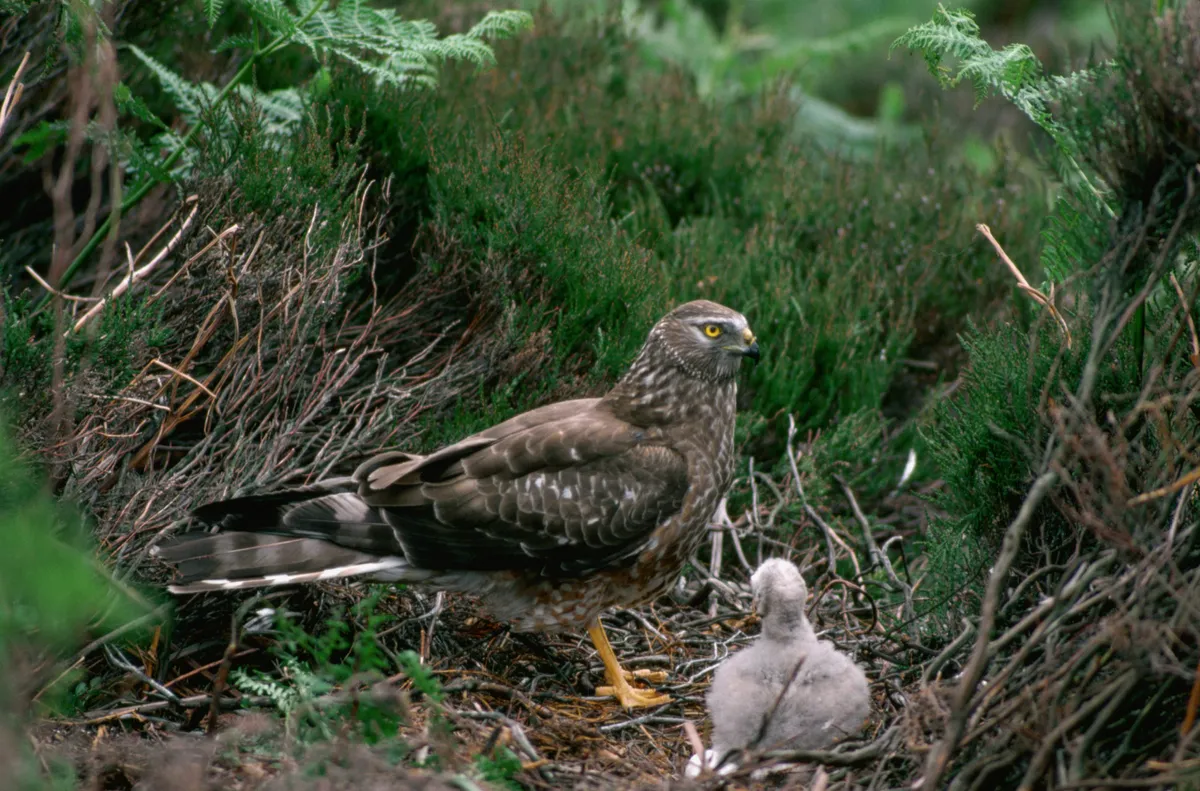 Hen Harrier with chick