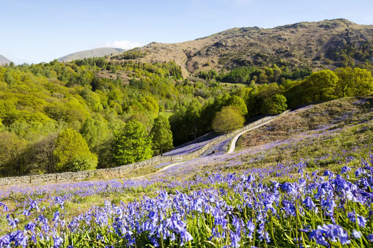 Bluebells on loughrigg Terrace near Ambleside in the English Lake District