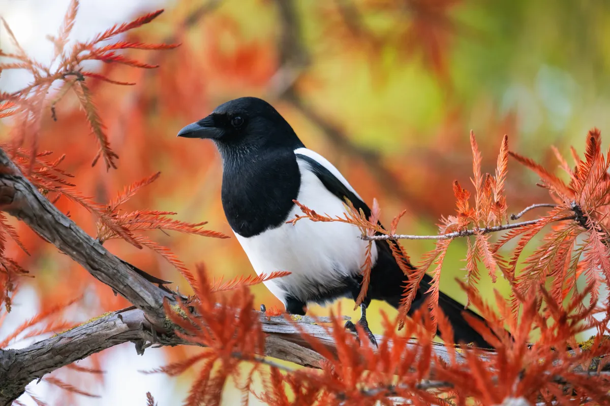 Magpie perching on a tree branch
