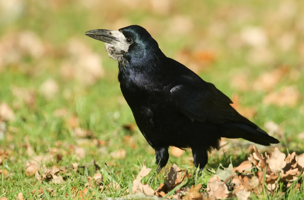A Rook (Corvus frugilegus) perched on the grass.
