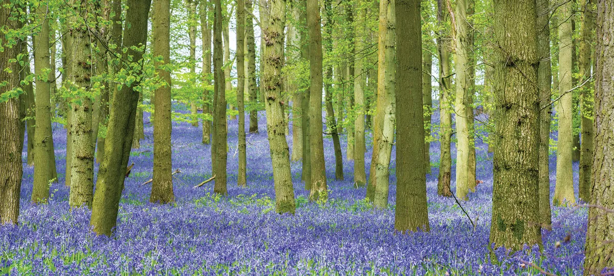 Bluebells on woodland floor ©Steve Nicholls