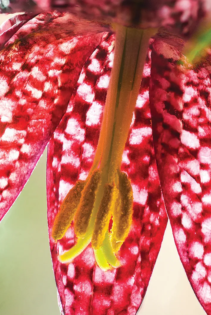 Close-up of flower petals ©Steve Nicholls