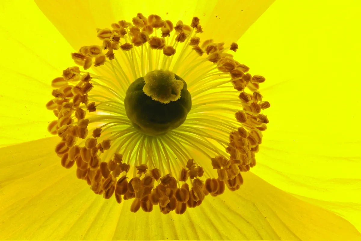 Welsh poppy (Meconopsis cambrica), flower ©Steve Nicholls