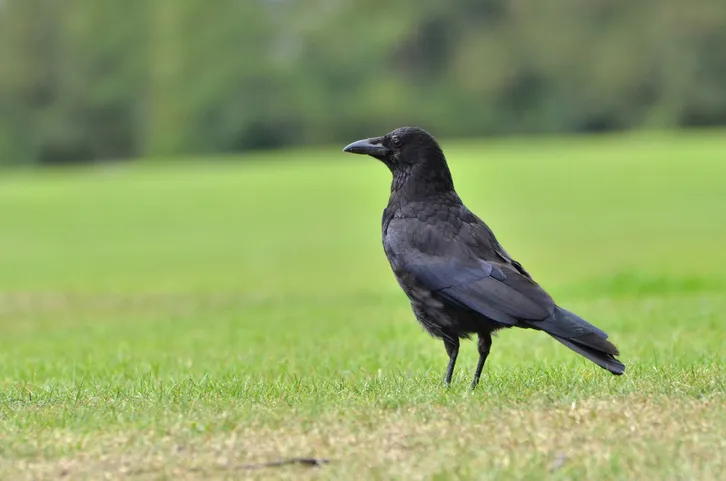 Black crow on grass