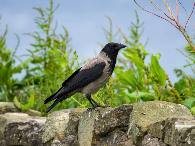A Hooded Crow perched on a wall