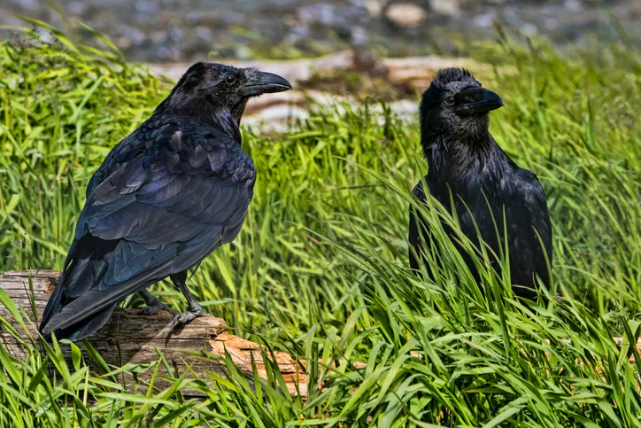 Adult and juvenile raven on grass