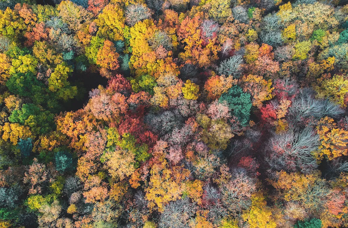 Aerial photograph of autumn woodland