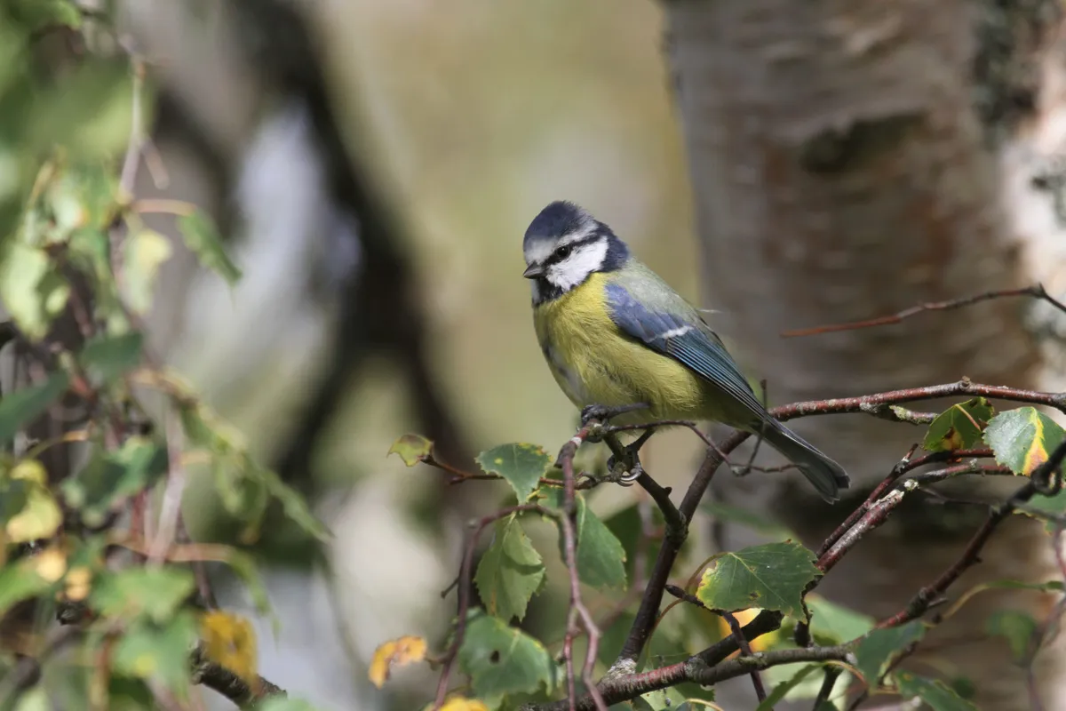Blue tit at Souter Lighthouse and the Leas, Tyne and Wear