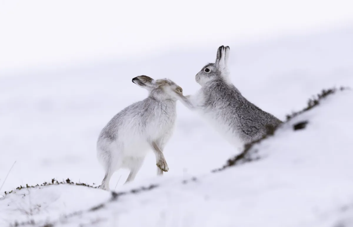 mountain hares in snow