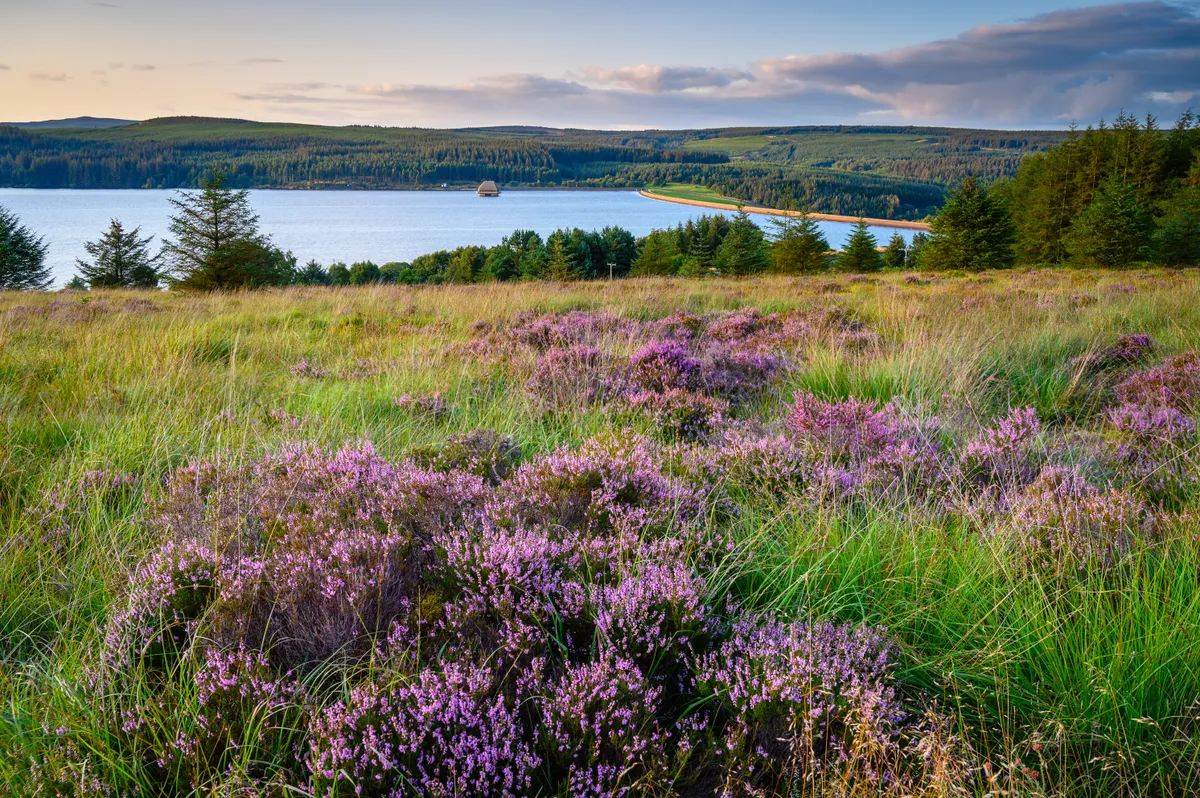 Kielder Water and Forest Park in early autumn light