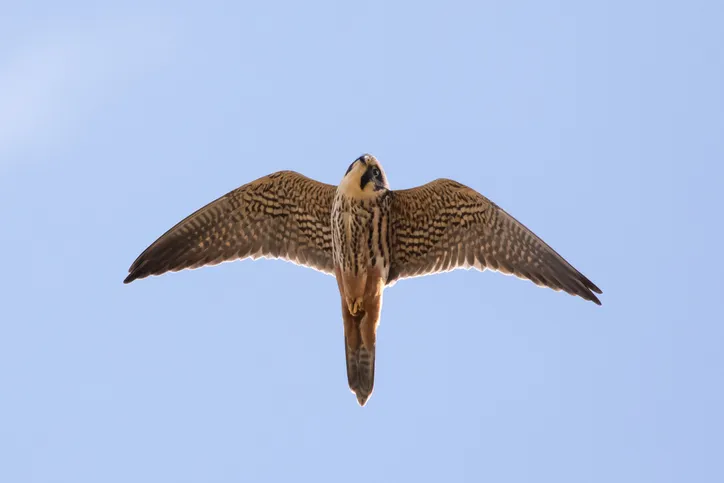 Close-up of adult Eurasian Hobby falcon (Falco subbuteo) flying, in flight overhead, showing underside underwing and red rump trousers, looking down