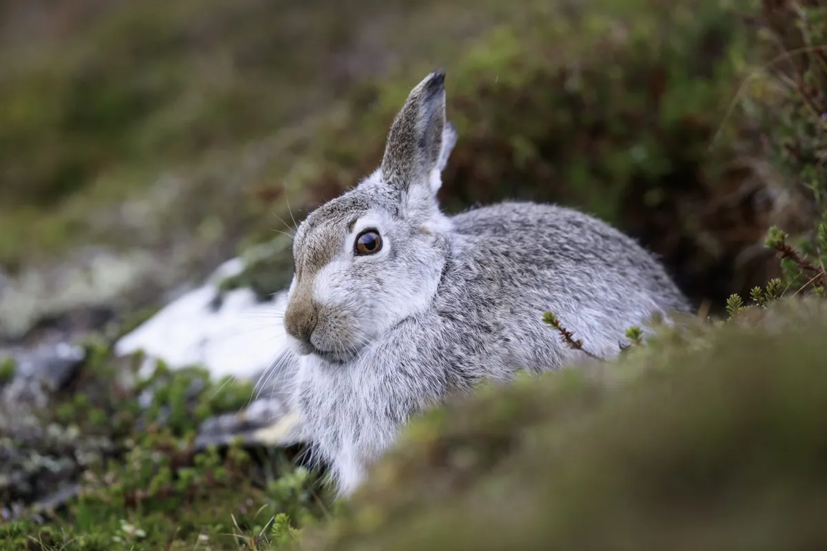 Mountain hares with their summer fur, sitting on heather and feeding on green heather on the Scottish mountain, Getty
