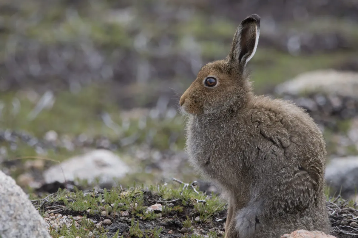 Mountain hare sitting on a Scottish mountain with its brown summer coat, Getty