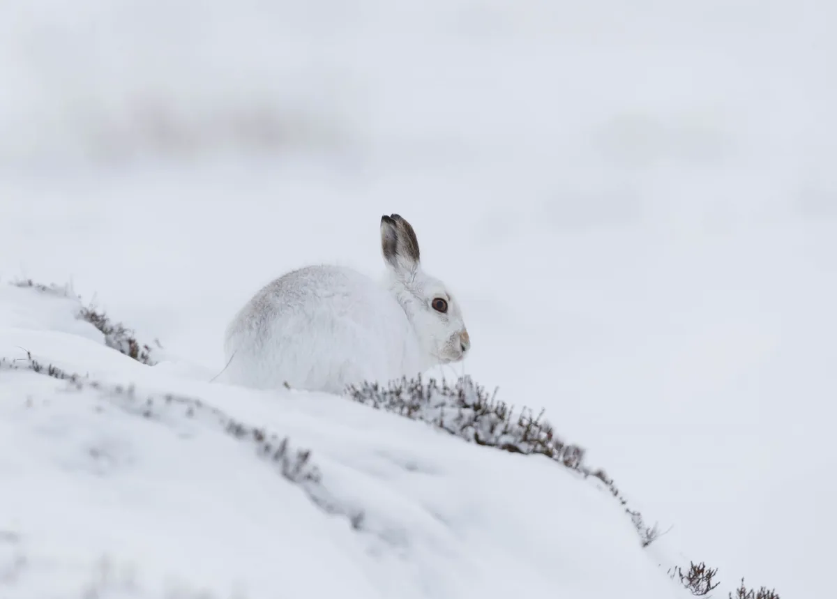 White mountain hare, lepus timidus photographed during the winter with white coat, Getty