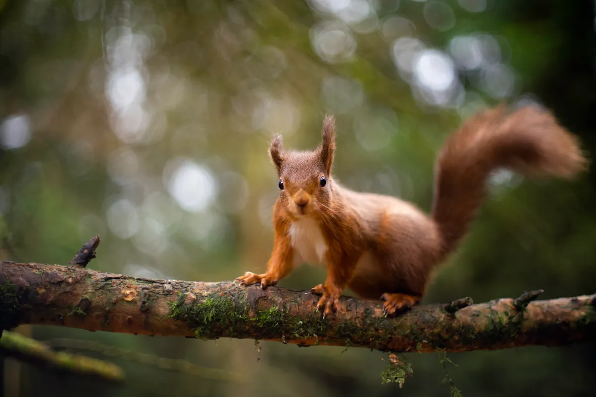 Red Squirrel on branch, Getty