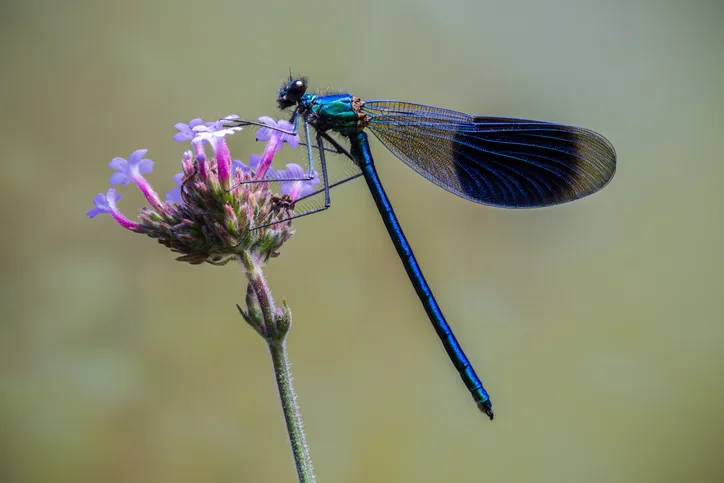 The banded demoiselle is perched on a purple flower with a plain background