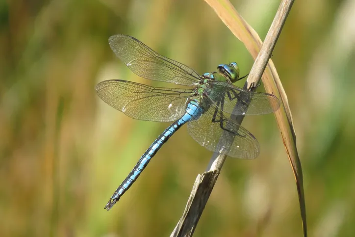 Extreme close-up of emperor dragonfly