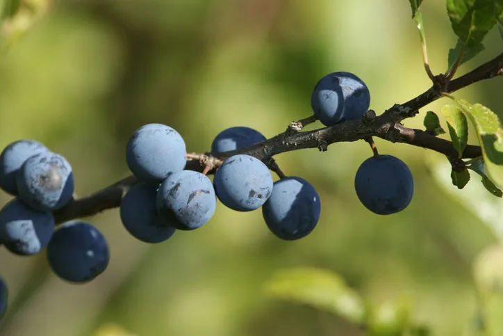 Sloes growing on branch
