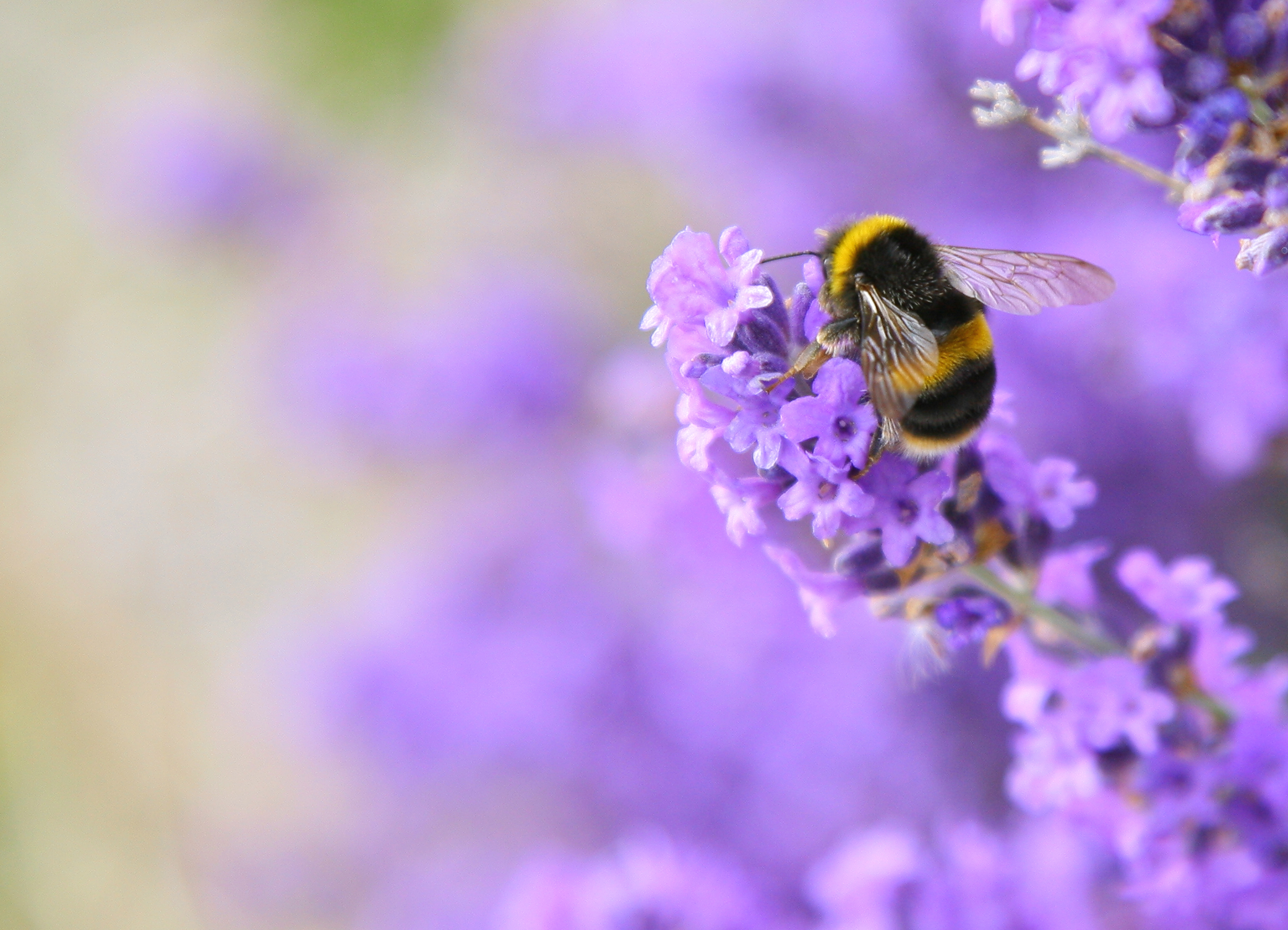 Best plants for bees and butterflies