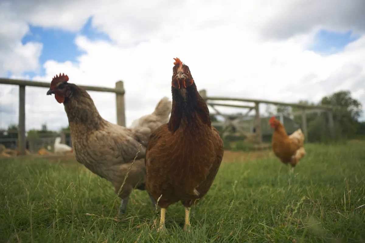 Free-range chickens in field, getty