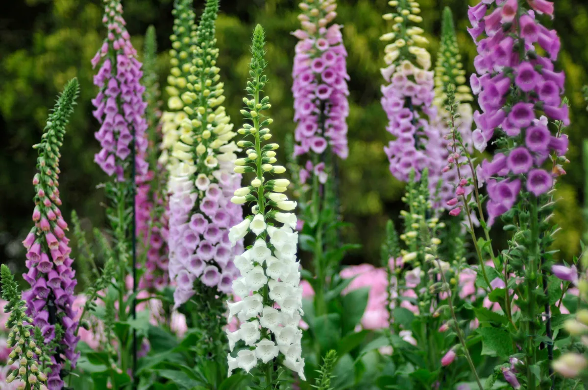 Foxgloves growing in a group with purple and white flowers