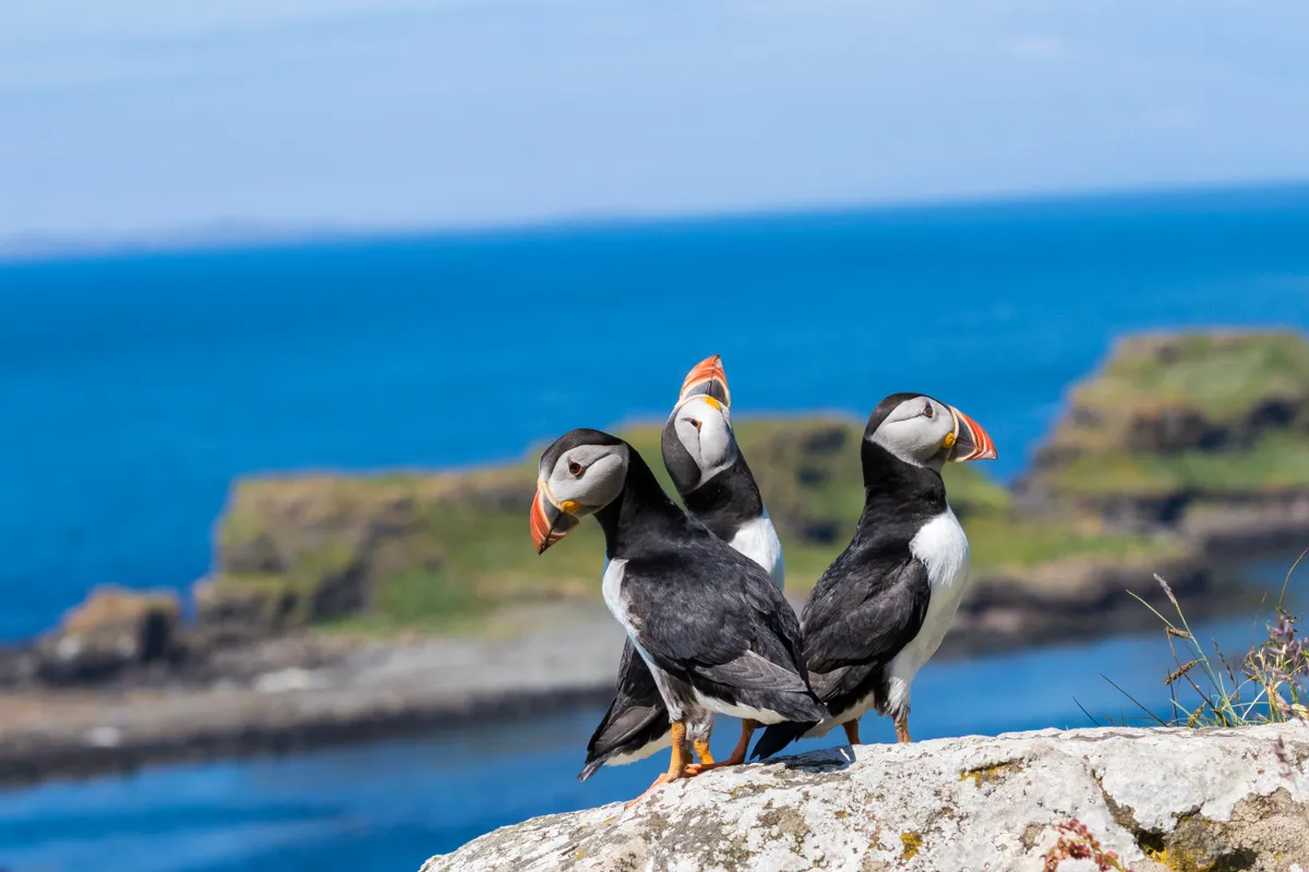 Puffins standing on a rock on Lunga