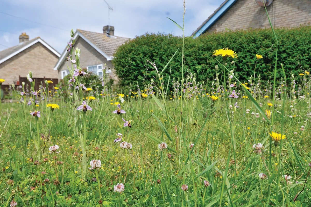 Urban wildflower lawn including Bee Orchids, ophrys apifera, Norfolk, Uk