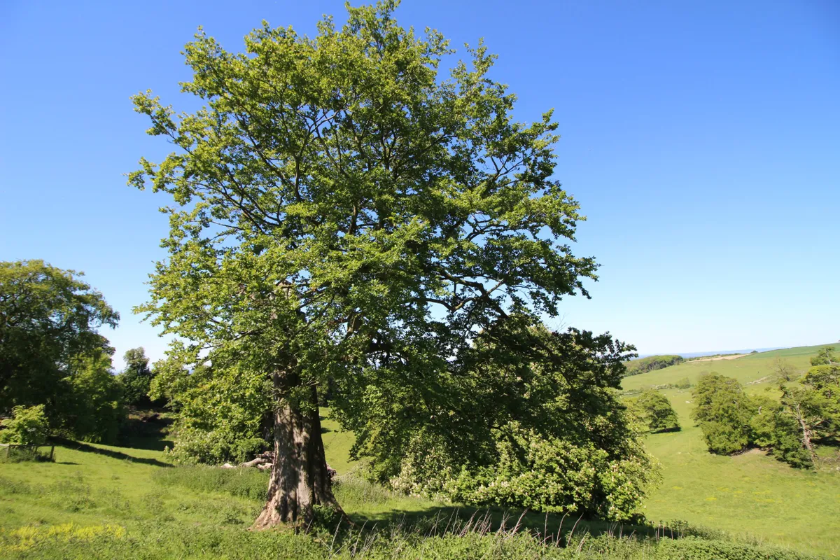A Wishing Tree, Yorkshire Wolds