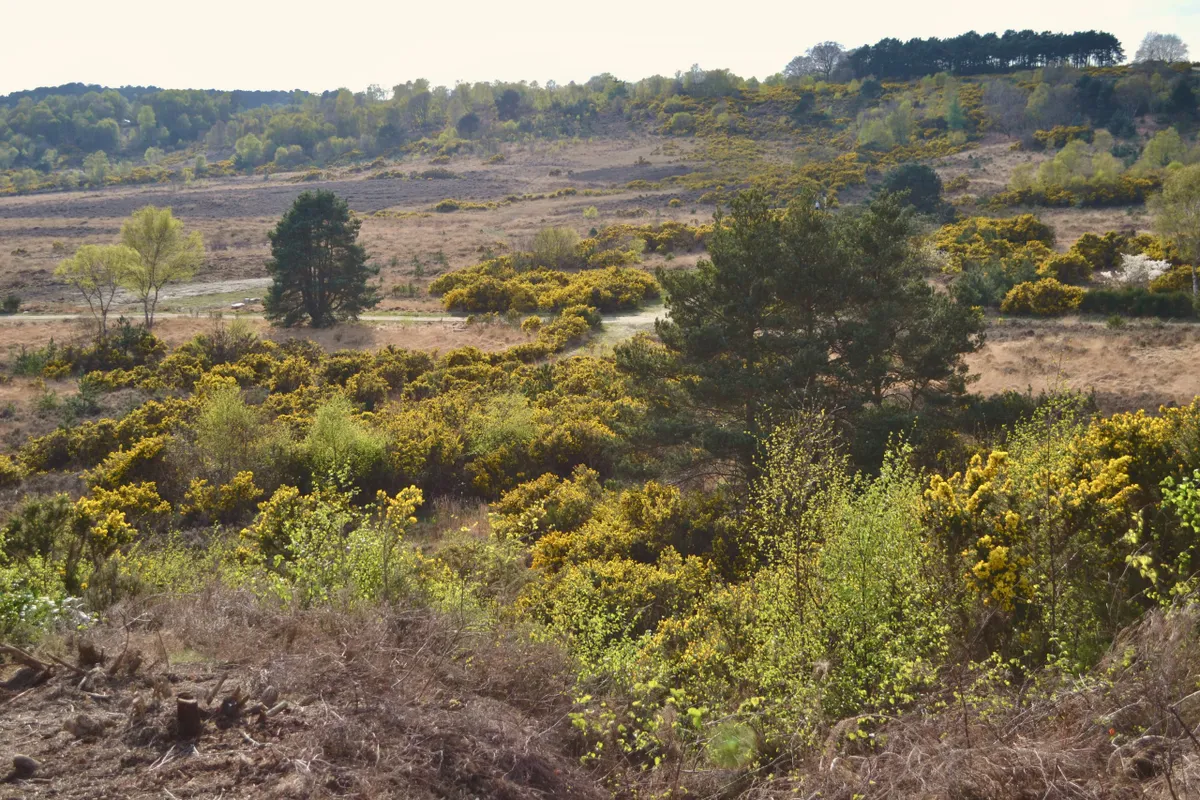 Open heathland, with woodland in distance. Yellow flowering gorse, purple heather and small trees growing sparsely. This is old fashioned European forest (Chobham Common, Surrey, UK)