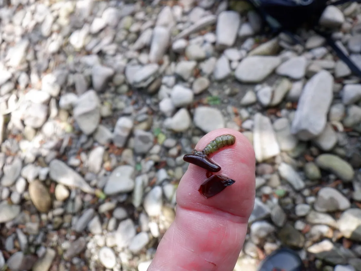 Dead caddisfly larvae on the Afon Llynfi July 2020