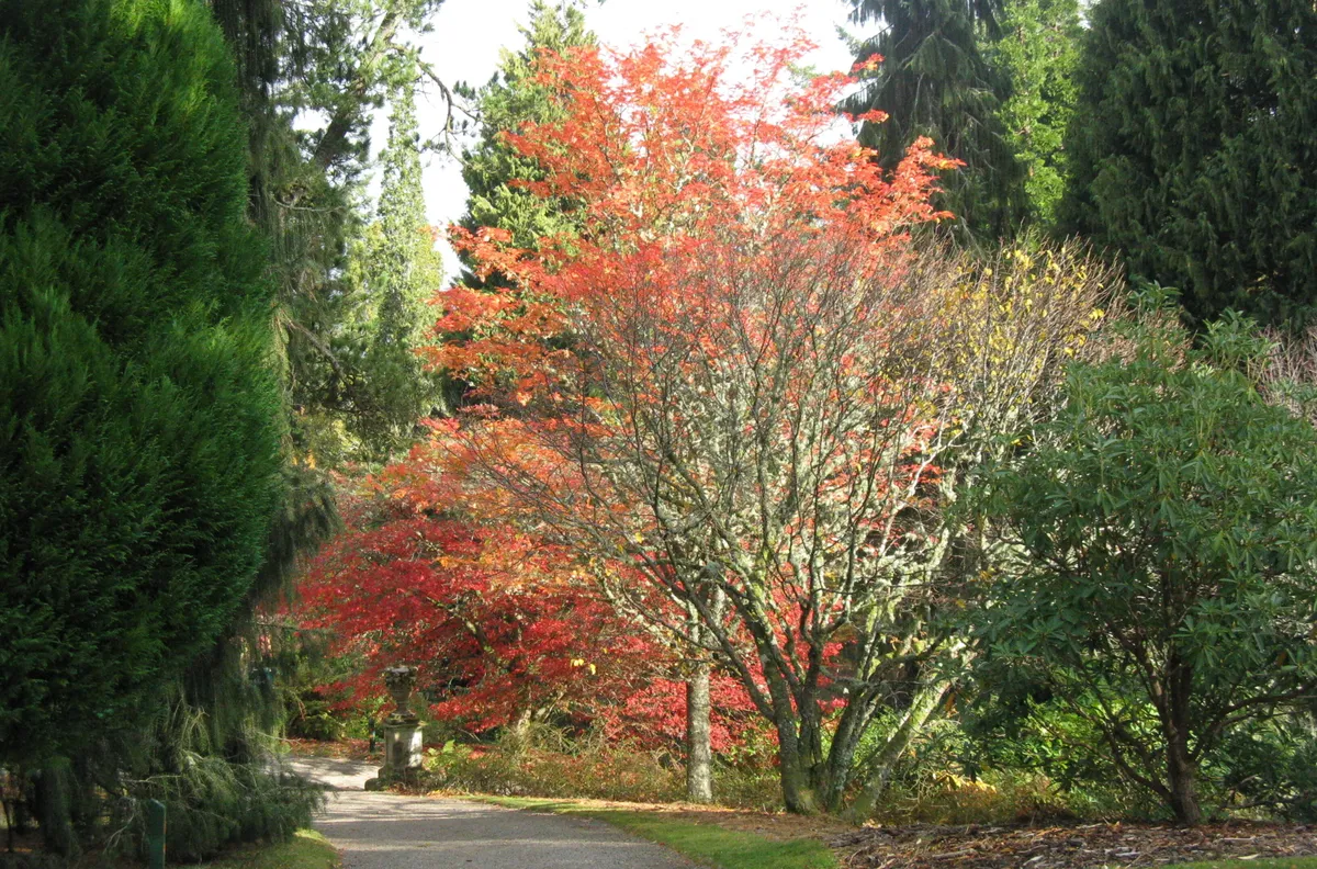 Dawyck Botanic Garden in autumn