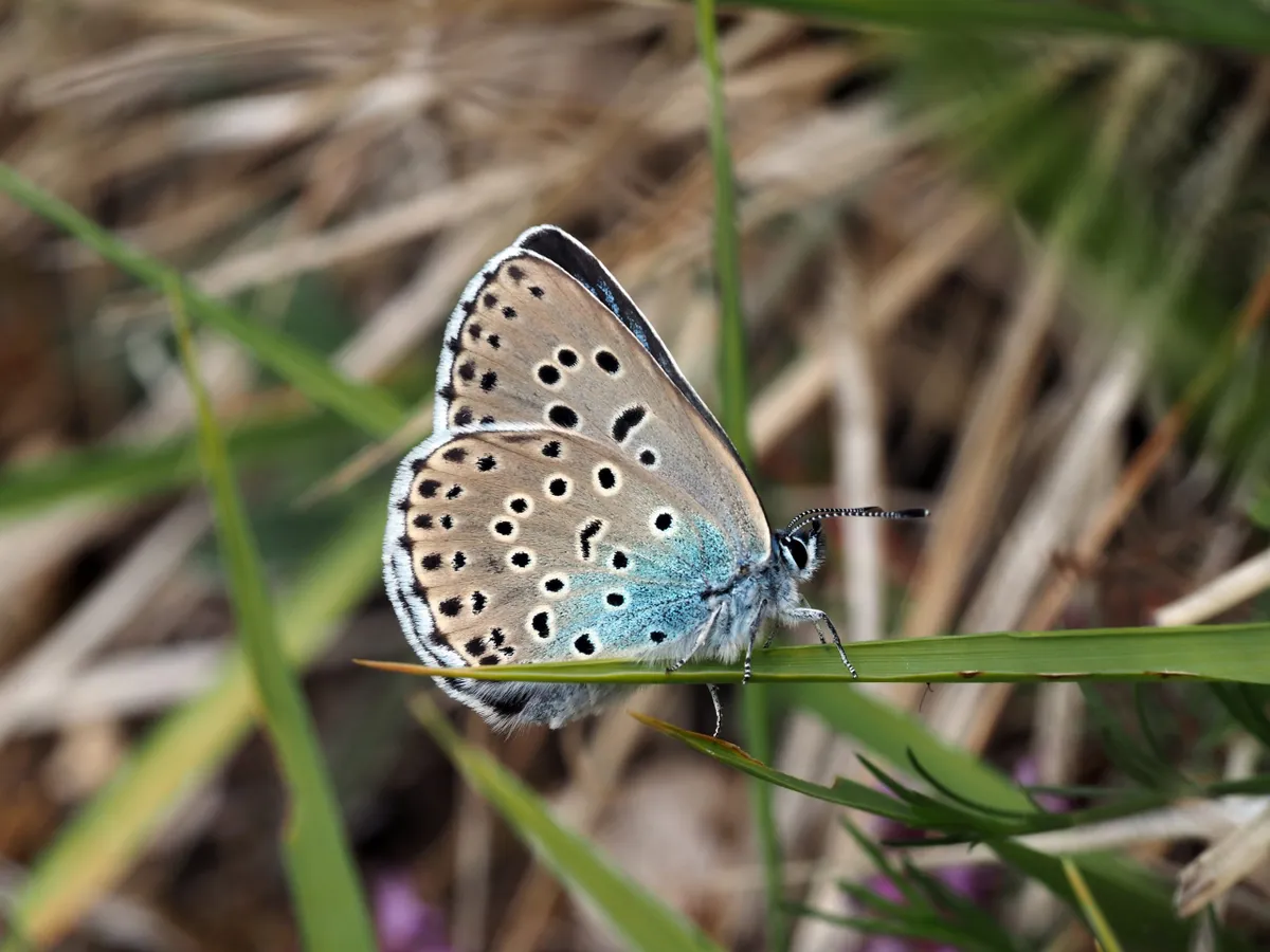Female large blue on Rodborough Common in Gloucestershire. Credit Sarah Meredith