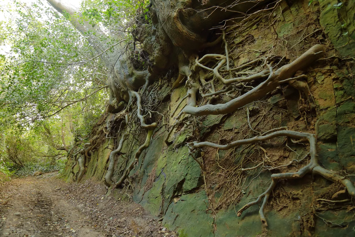 Exposed roots on the bank of Hell Lane in Dorse
