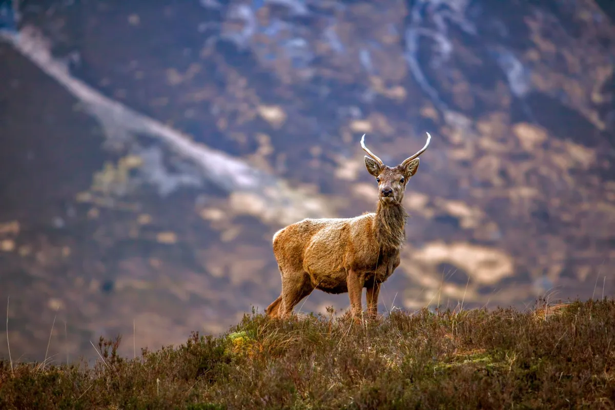 Red deer in Scotland, VisitScotland