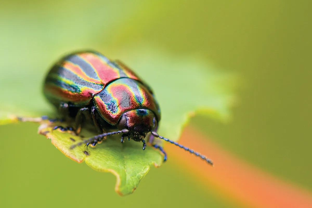 Snowdon leaf beetle, or rainbow leaf beetle (Chrysomela cerealis)