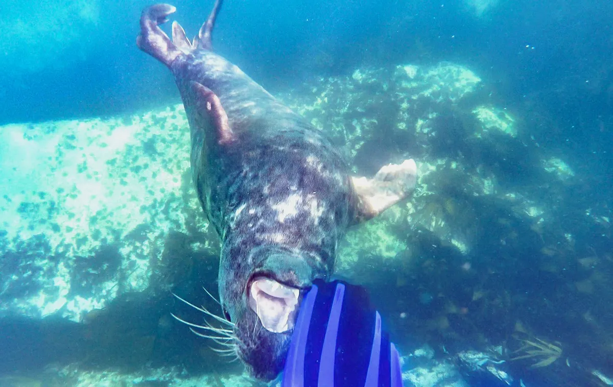 Seal underwater