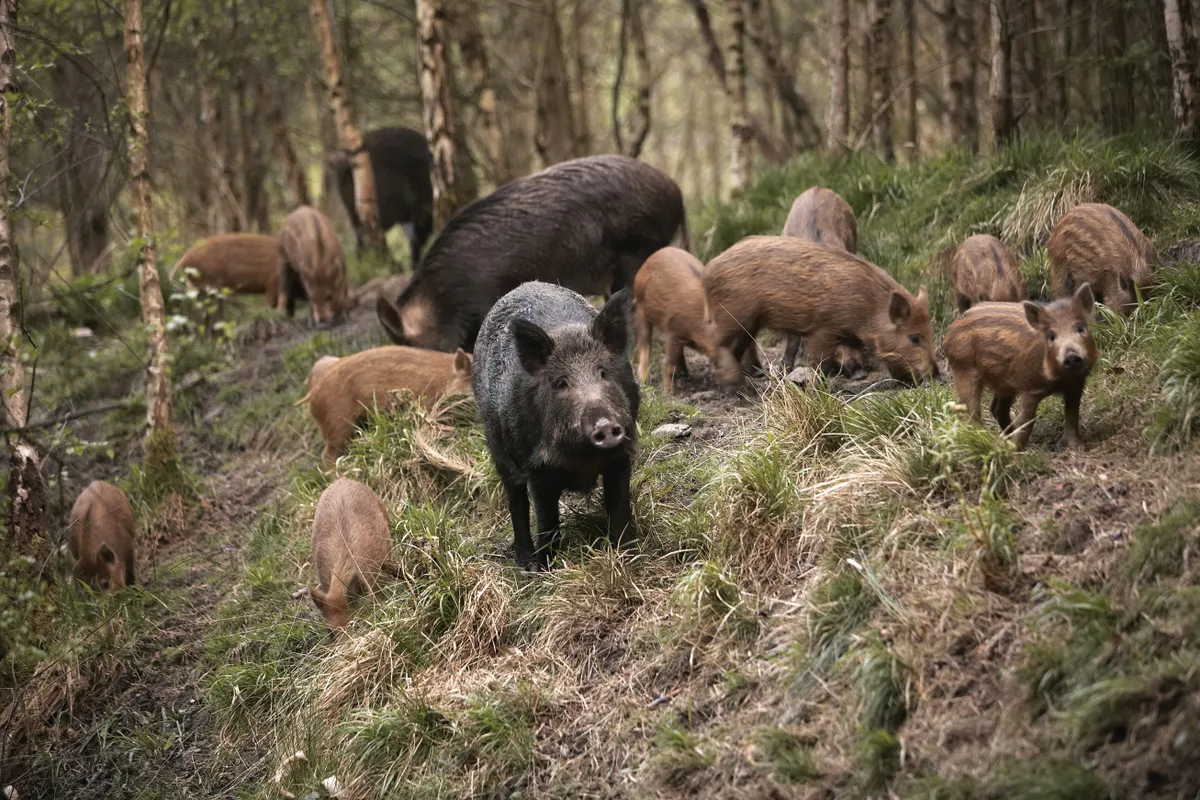 Wild boar in the Forest of Dean Gloucestershire, UK