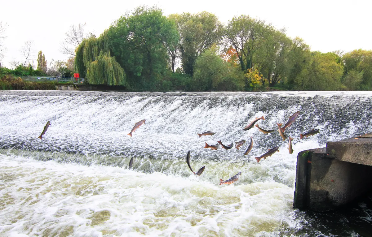 Atlantic salmon jump out of the water at the Shrewsbury Weir on the River Severn in an attempt to move upstream to spawn