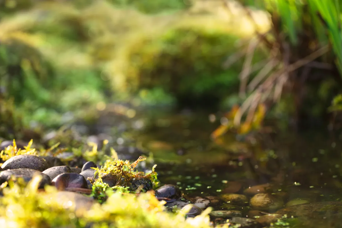 Garden pond with mossy Scottish cobble stones
