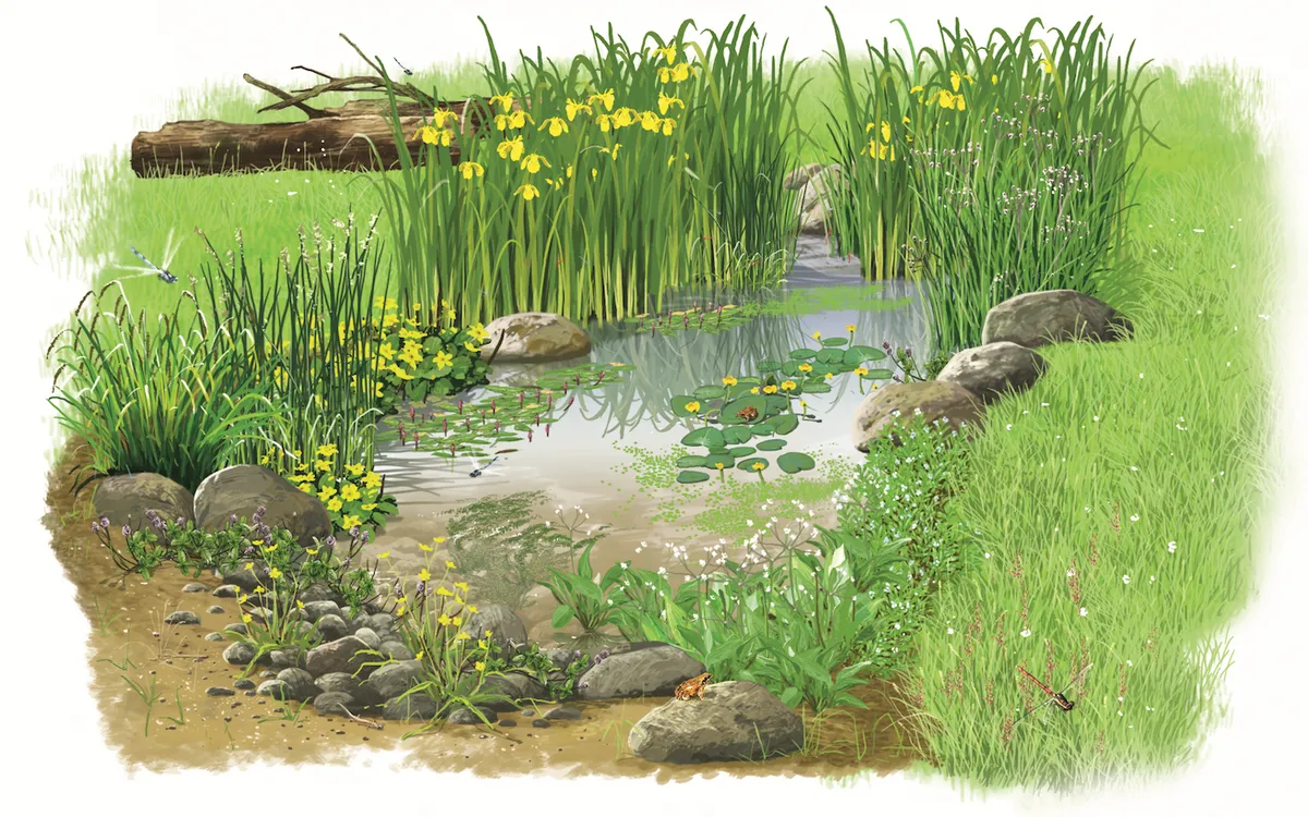 How to make a wildlife pond in your garden - accessorising