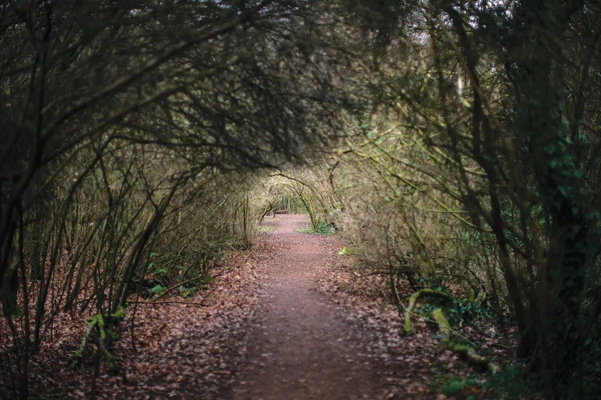 Tree tunnel in forest