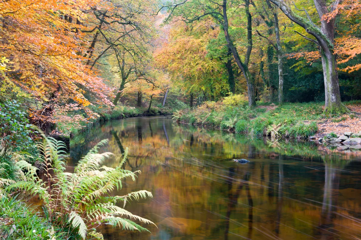 The River Teign surrounded by autumnal foliage, near Fingle Bridge in Dartmoor National Park, Devon, England
