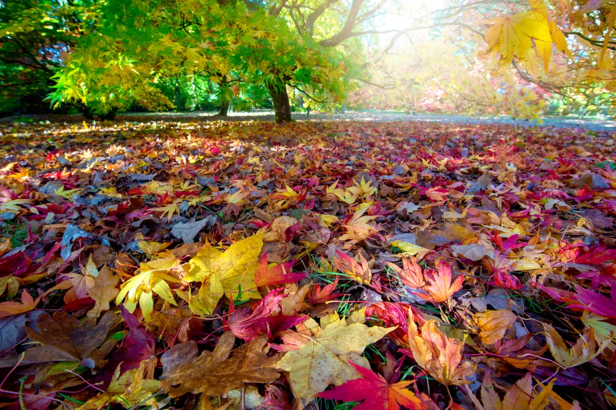Vibrant autumn coloured leaves from Japanese Maple trees - Acer Palmatum in soft sunshine