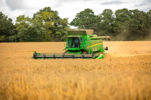 The UK's oat harvest gets underway in September and October. © Paul Box