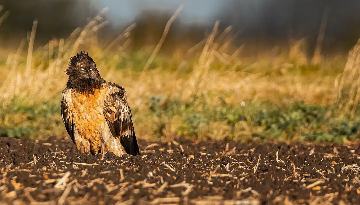 ‘Vigo’ the bearded vulture in farmland in the Lincolnshire fens. © Ashley James