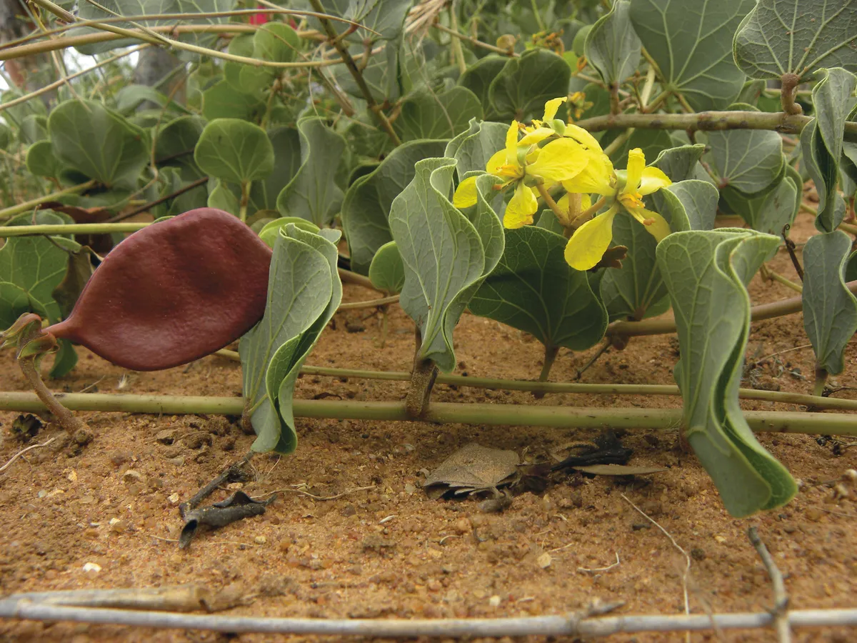 Morama bean is a drought tolerant South African legume and a potential food of the future. © RBG Kew