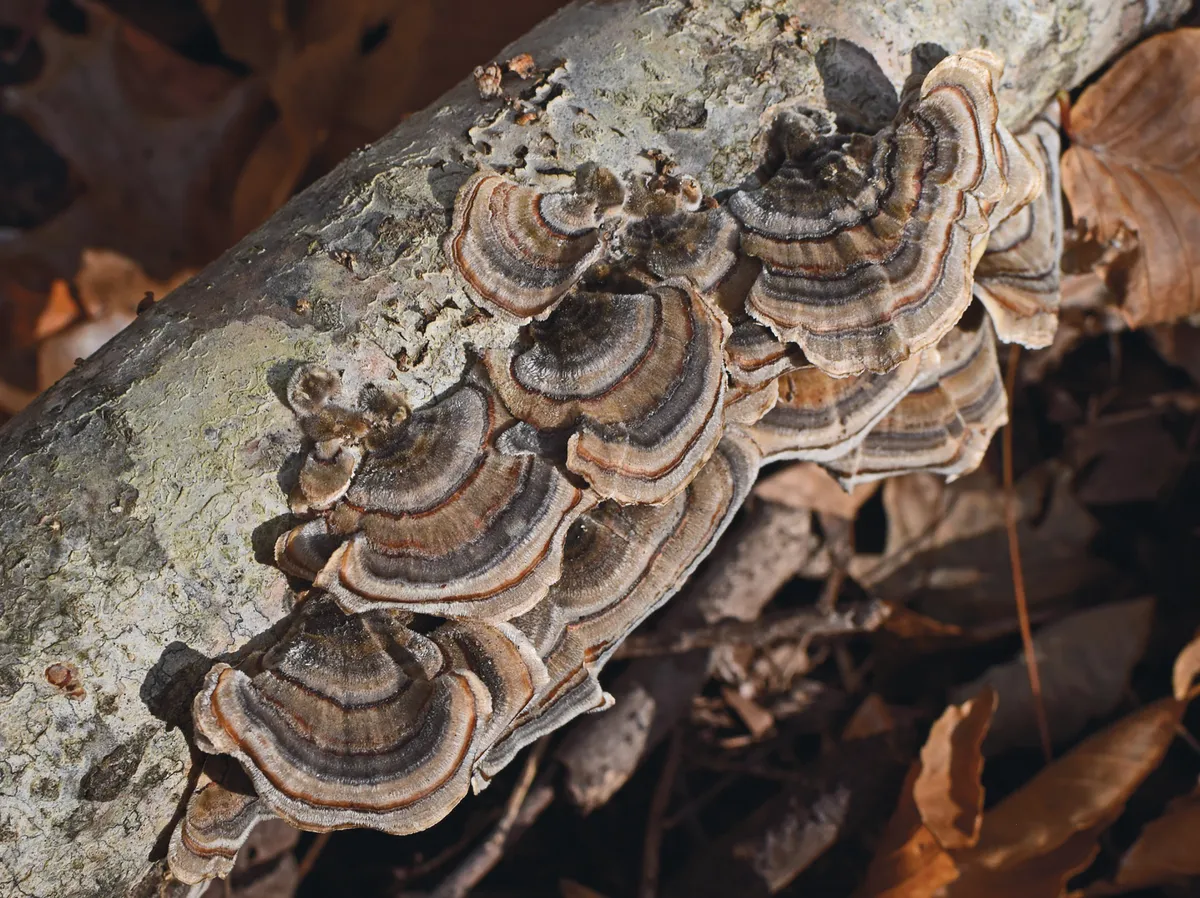 In the future, fungi are likely to play a major role within bioenergy. © RBG Kew
