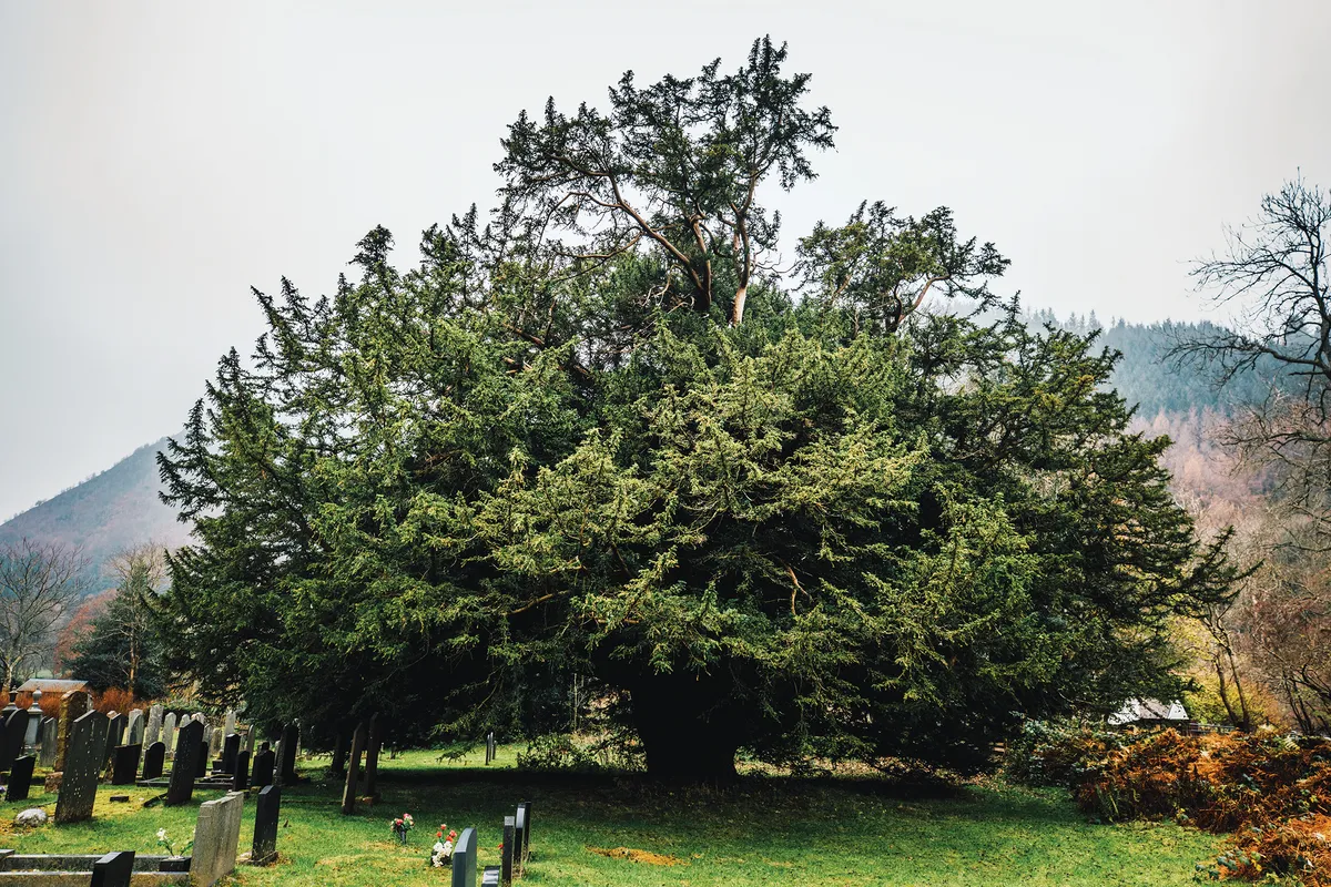 The Shrine Churchyard holds four ancient yews