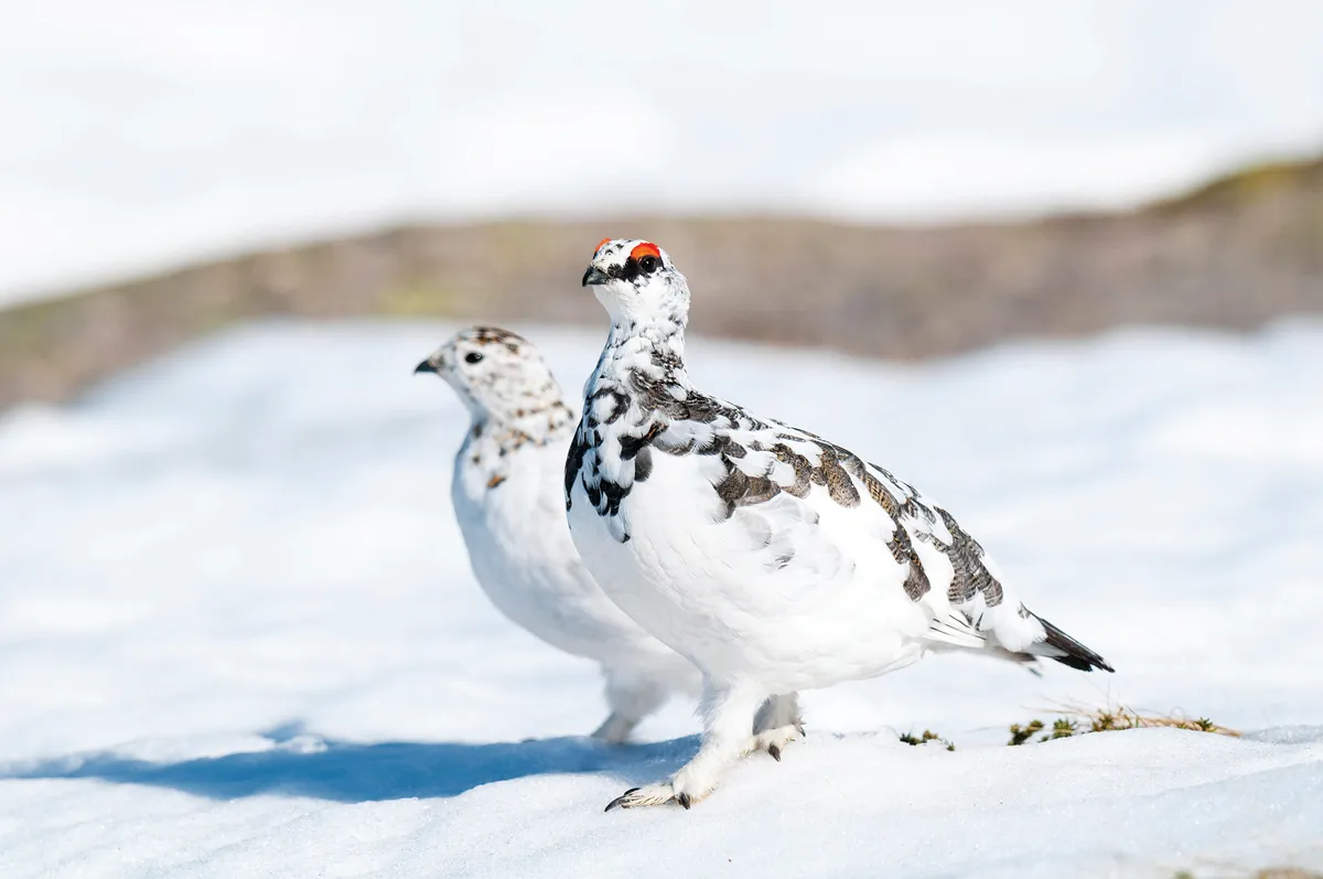 Ptarmigan (Lagopus mutus), adult pair (male in front, female behind) in winter plumage walking on the snow in Coire an t-Sneachda (Corrie of the Snow)/Credit: Getty
