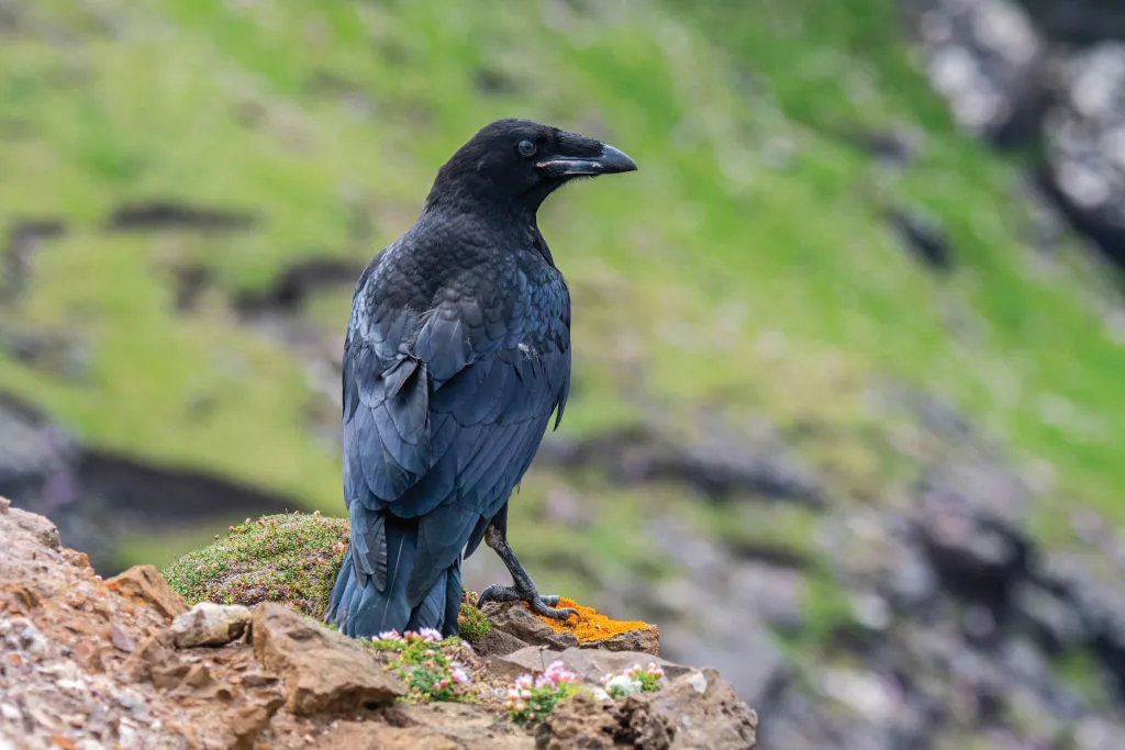 These blue-black members of the crow family are as large as buzzards. Omnivorous birds of upland areas, cliffs and forests, they mate for life and breed in early spring, laying four to six blue-green eggs in nests of twigs or moss. Look out for their aerobatics – they can even fly upside down/Credit: Getty